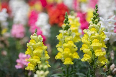 Bahar günü açan güzel aslanağzı çiçekleri. Antirrhinum majus.