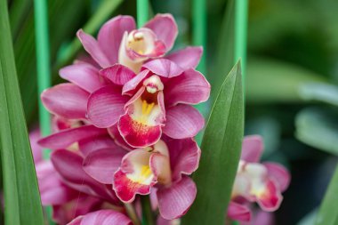 Yağmur mevsiminde açan güzel orkide çiçeği. Cymbidium Orchidaceae.