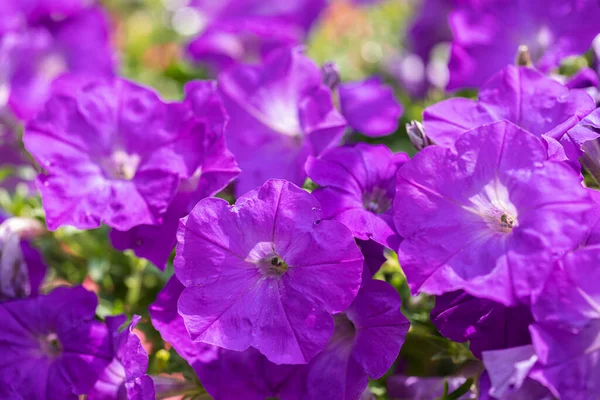 Baharda bahçede güzel petunya çiçekleri (Petunya Grandiflora)