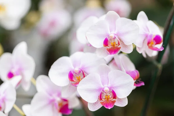 Hermosa Flor Orquídea Floreciendo Temporada Lluvias Phalaenopsis Orchidaceae — Foto de Stock