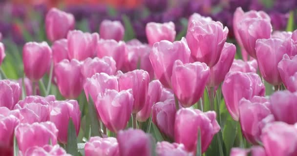 Tulipánové Květiny Čerstvé Jaro Tulipánovém Poli — Stock video