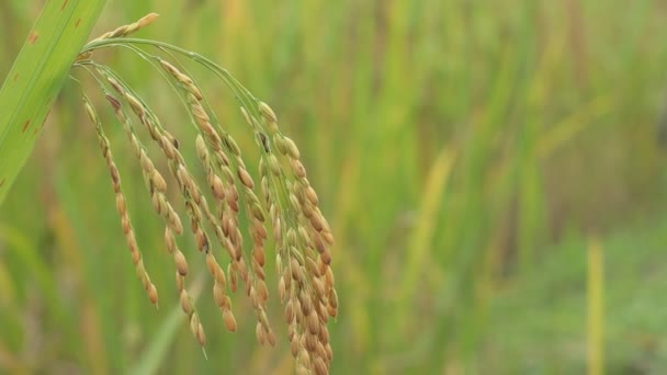 Jasmine Ορυζώνα Close Κίτρινο Ρύζι Σπόρων Ώριμα Και Πράσινα Φύλλα — Αρχείο Βίντεο