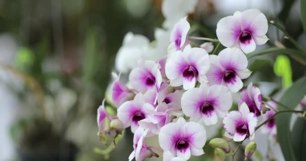 Όμορφη Ορχιδέα Λουλούδι Ανθίζει Την Εποχή Των Βροχών Dendrobium Orchidaceae — Αρχείο Βίντεο