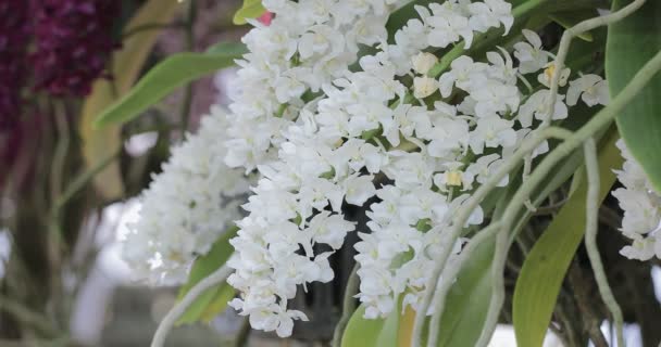 Mooie Orchidee Bloem Bloeien Regenseizoen Rhynchostylis Orchidaceae — Stockvideo