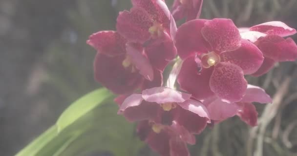 Mooie Orchidee Bloem Bloeien Regenseizoen Vanda Orchidaceae — Stockvideo