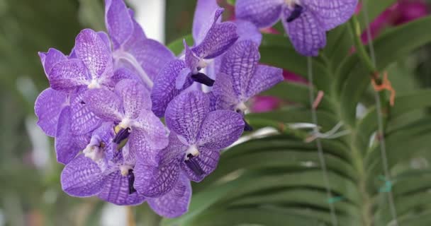 Flor Bonita Orchid Que Floresce Estação Chuvosa Vanda Orchidaceae — Vídeo de Stock