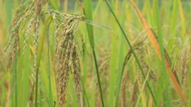 Organik tarım muhteşem paddy alanında güzel pirinç bitkilerin yakın çekim