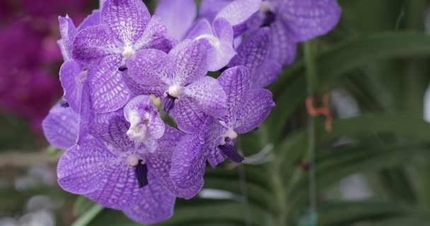 Orchideeënbloem Orchideeëntuin Winter Lentedag Vanda Orchidee — Stockvideo