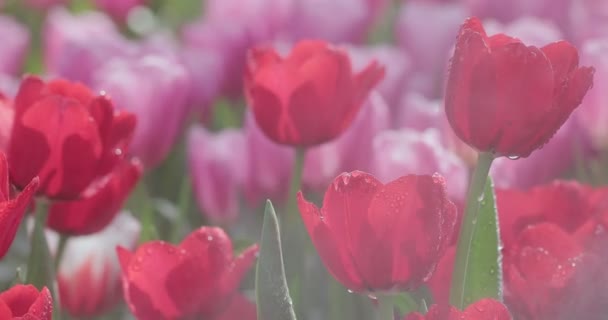 Flores Coloridas Tulipas Primavera Campo — Vídeo de Stock