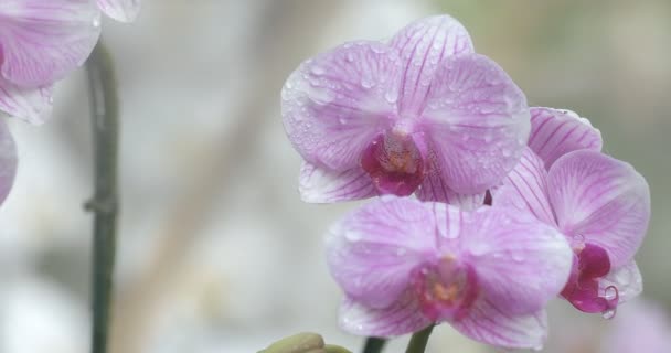Ορχιδέα Λουλούδι Στον Κήπο Ορχιδέας Χειμώνα Την Άνοιξη Φαλαινόπσις Orchidaceae — Αρχείο Βίντεο