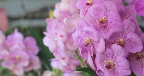 冬や春の日に蘭の庭で蘭の花 ヴァンダ蘭 — ストック動画
