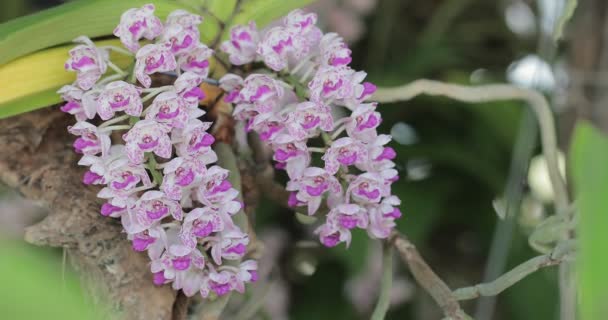 Ορχιδέα Λουλούδι Στον Κήπο Ορχιδέας Χειμώνα Την Άνοιξη Rhynchostylis Orchidaceae — Αρχείο Βίντεο