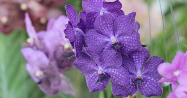 Орхідея Квітка Саду Орхідей Взимку Або Навесні Ванда Орхідея — стокове відео