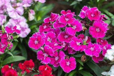 Parlak Tatlı William çiçekleri Dianthus Barbatus bahçede çiçek açıyor. Dianthus çiçekleri (Dianthus spp.)