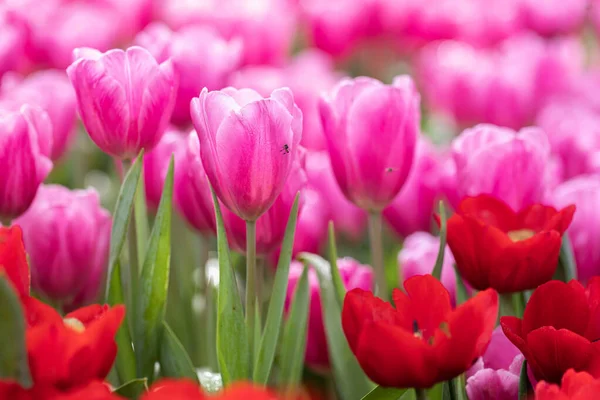 stock image Field of Colorful Tulips in Bloom