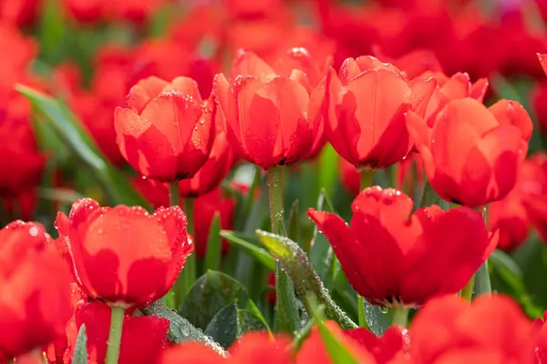 stock image Field of Colorful Tulips in Bloom