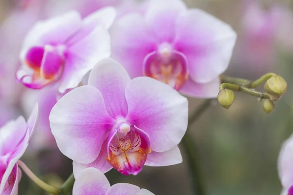 Phalaenopsis Flores Orquídea Jardín — Foto de Stock
