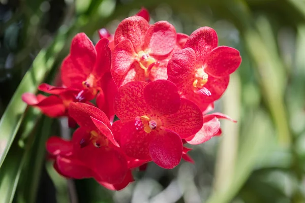 Fleurs Rouges Orchidée Vanda Dans Jardin — Photo