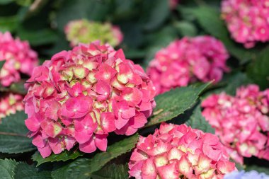 Bahar günü bahçede Hydenyia çiçeği