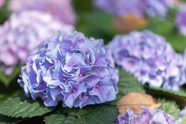 Bahar günü bahçede Hydenyia çiçeği