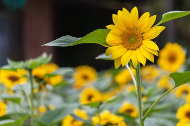 parlak sarı ayçiçeği alanı