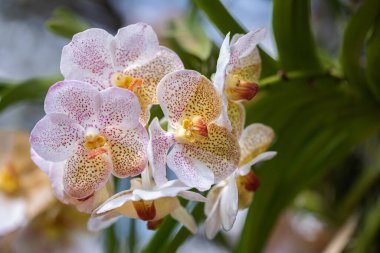 Doğal bahçede bir demet Vanda orkidesi.
