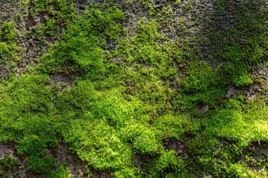 Doğada yeşil yosun arkaplanı