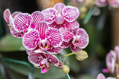 Orkide çiçeği. Phalaenopsis Orkidesi.
