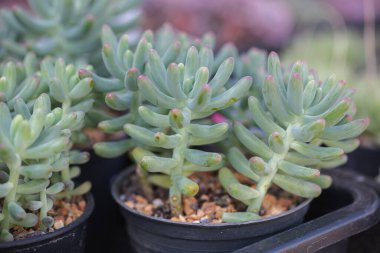 Ekinlerin sulandırılması, bir bitkinin içindeki kaktüs sulanması.