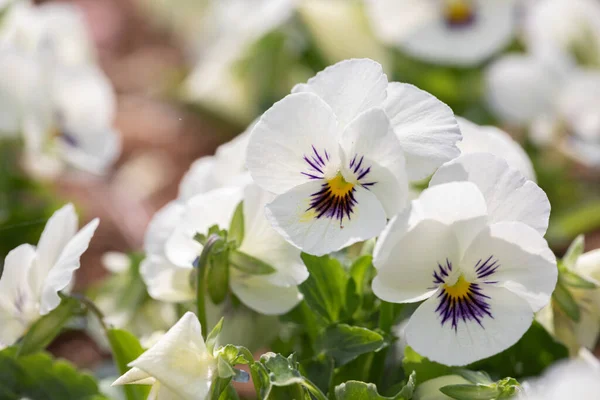 Pansies Viola Flores Jardim Primavera — Fotografia de Stock
