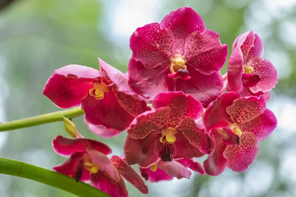 Bouquet Fleur Orchidée Vanda Dans Jardin Naturel — Photo