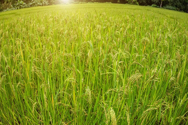 Risaie Cereali Con Picchi Maturi — Foto Stock