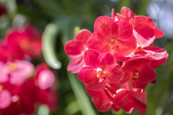 Bunch Vanda Orchid Flower Natural Garden — Stock Photo, Image