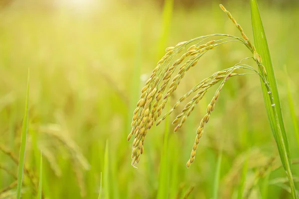 Risaie Cereali Con Picchi Maturi — Foto Stock