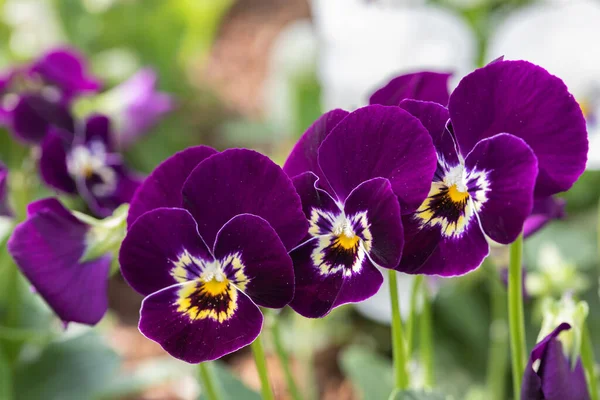 Pansies Viola Цветы Весеннем Саду Стоковое Изображение