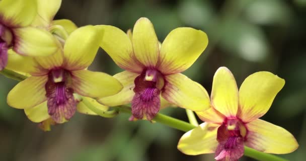 Piękny Kwiat Storczyka Kwitnący Porze Deszczowej Orchidea Dendrobium — Wideo stockowe