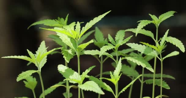 Délicates Feuilles Fraîches Cannabis Sativa Marijuana Pendant Saison Croissance — Video