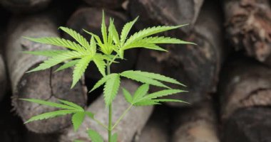 Narin kenevir sativa bitkisinin taze yaprakları, 4K mevsiminde marihuana.