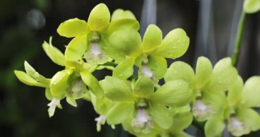 Yağmur mevsiminde açan güzel orkide çiçeği. Dendrobium Orchidaceae 4K