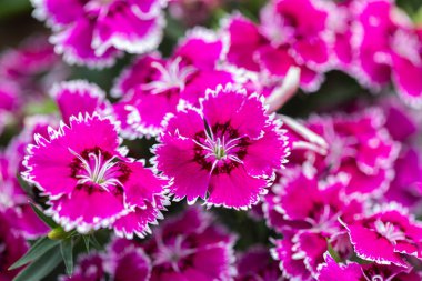 Parlak Tatlı William çiçekleri Dianthus Barbatus bahçede çiçek açıyor. Dianthus çiçekleri (Dianthus spp.)