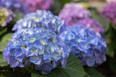 Bahar günü bahçede Hydenyia çiçeği