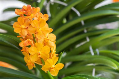 Yağmur mevsiminde açan güzel orkide çiçeği. Dendrobium orkidesi