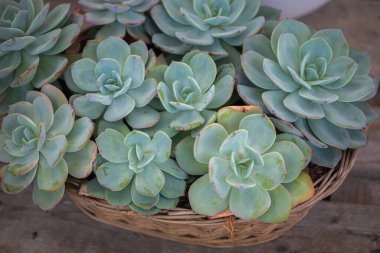 Kaktüs sulu bitkileri kapatın.