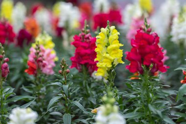 Beautiful Antirrhinum majus dragon flower is blooming in the garden