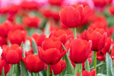 Baharda bahçede lale çiçeği