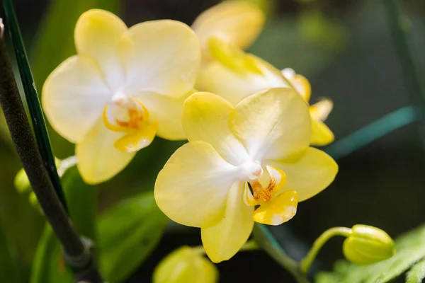Belle Fleur Orchidée Fleurissant Saison Des Pluies Phanalenopsis Orchidée — Photo