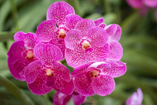 梅雨時に美しい蘭の花を咲かせます ヴァンダ蘭 — ストック写真