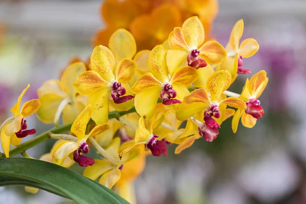 Belle Fleur Orchidée Fleurissant Saison Des Pluies Orchidée Dendrobium — Photo