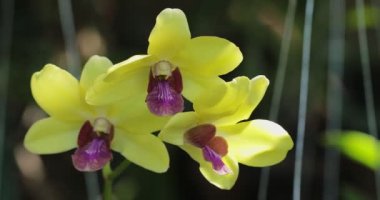 Yağmur mevsiminde açan güzel orkide çiçeği. Dendrobium Orchidaceae 4K