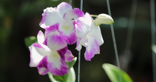 Гарна Квітка Орхідей Цвіте Сезон Дощів Dendrobium Orchidaceae — стокове відео